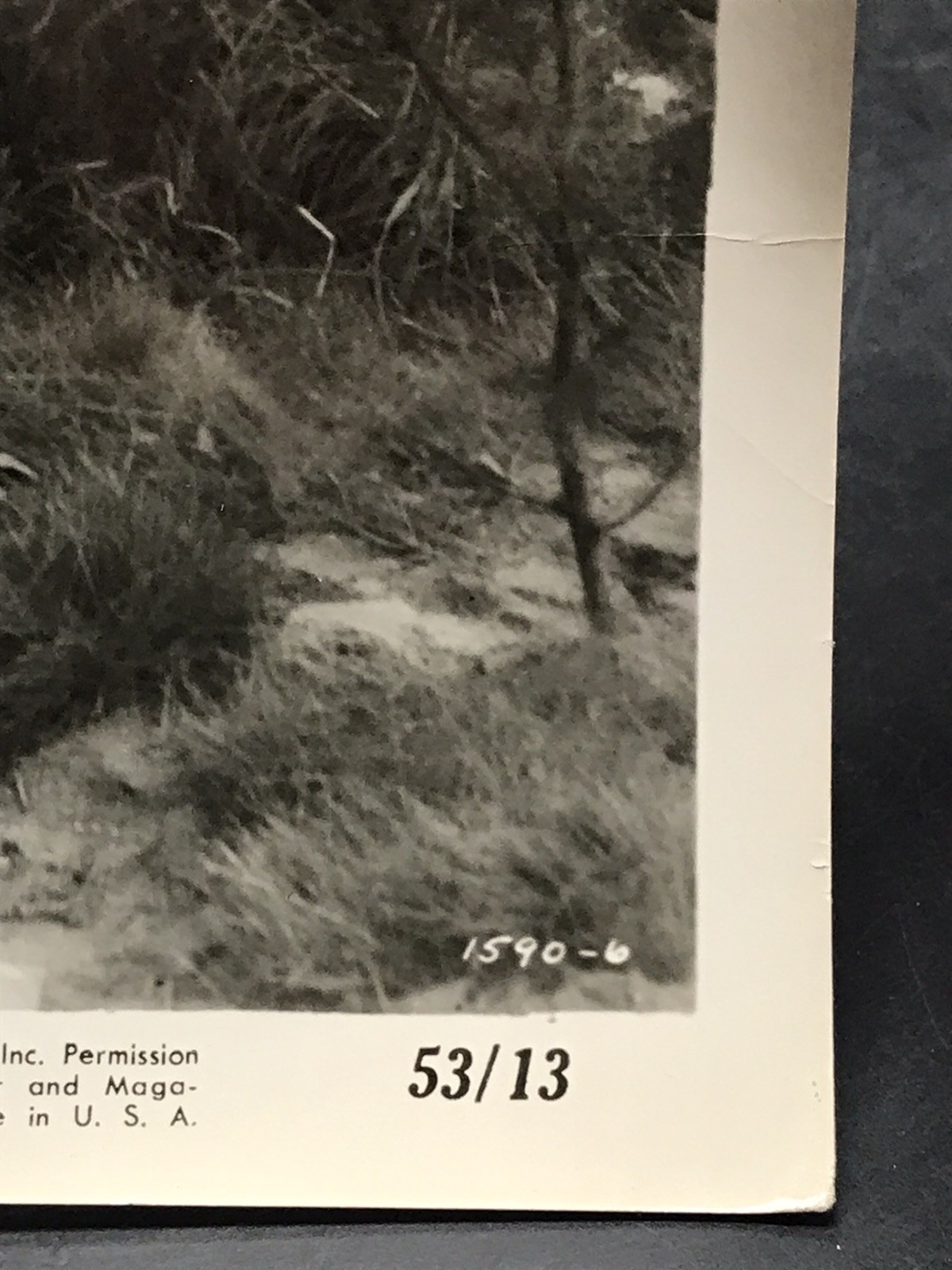 1953 THE DESPERATE SEARCH Lee Aaker & Linda Lowell Publicity Press Kit Photo