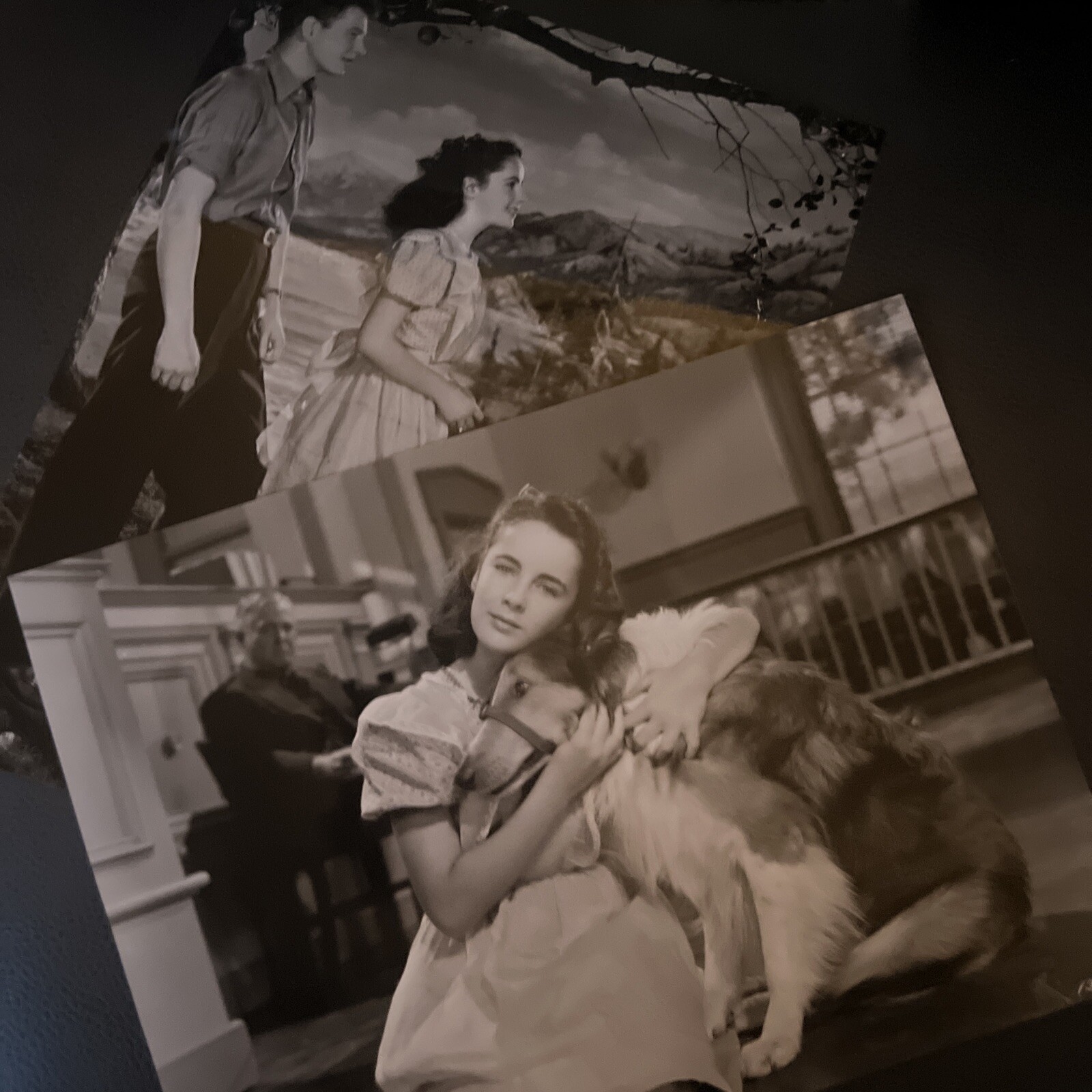 Elizabeth Liz Taylor Lassie come Home 1943 Photos Genuine – Trimmed Approx 7×9