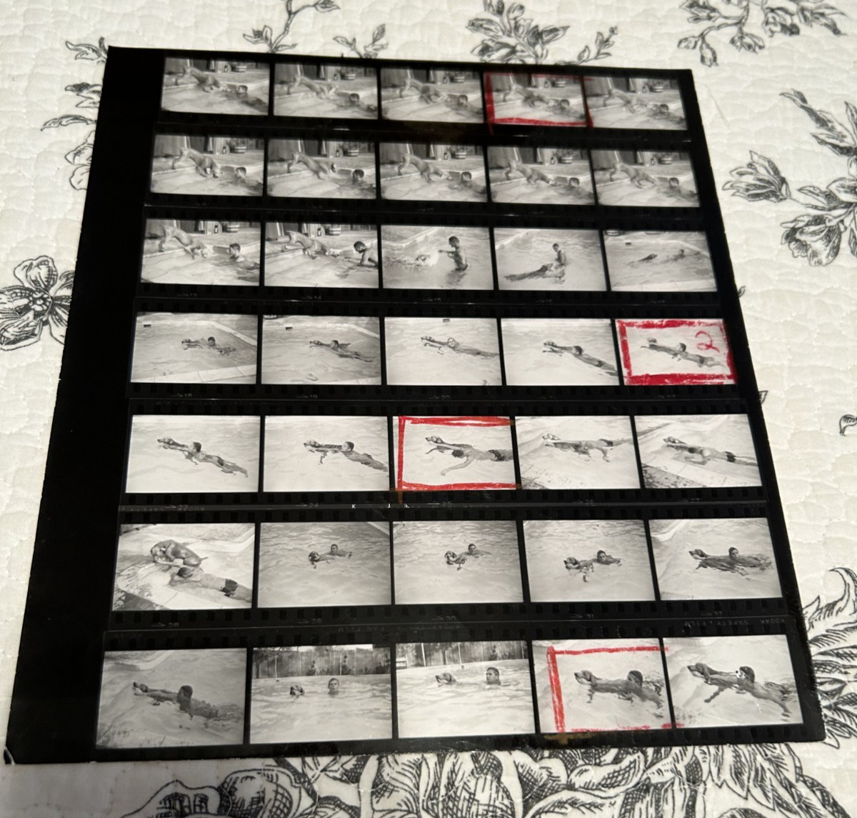 TAB HUNTER VINTAGE 1950’S 8X10 CONTACT SHEET IN POOL STAMPED BY DON ORNITZ