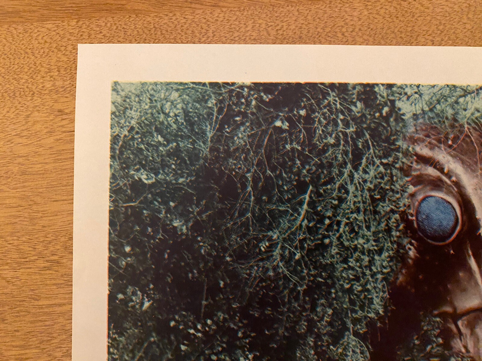 1957 Monster from Green Hell starring Jim Davis Sci-Fi Lobby Card Horror