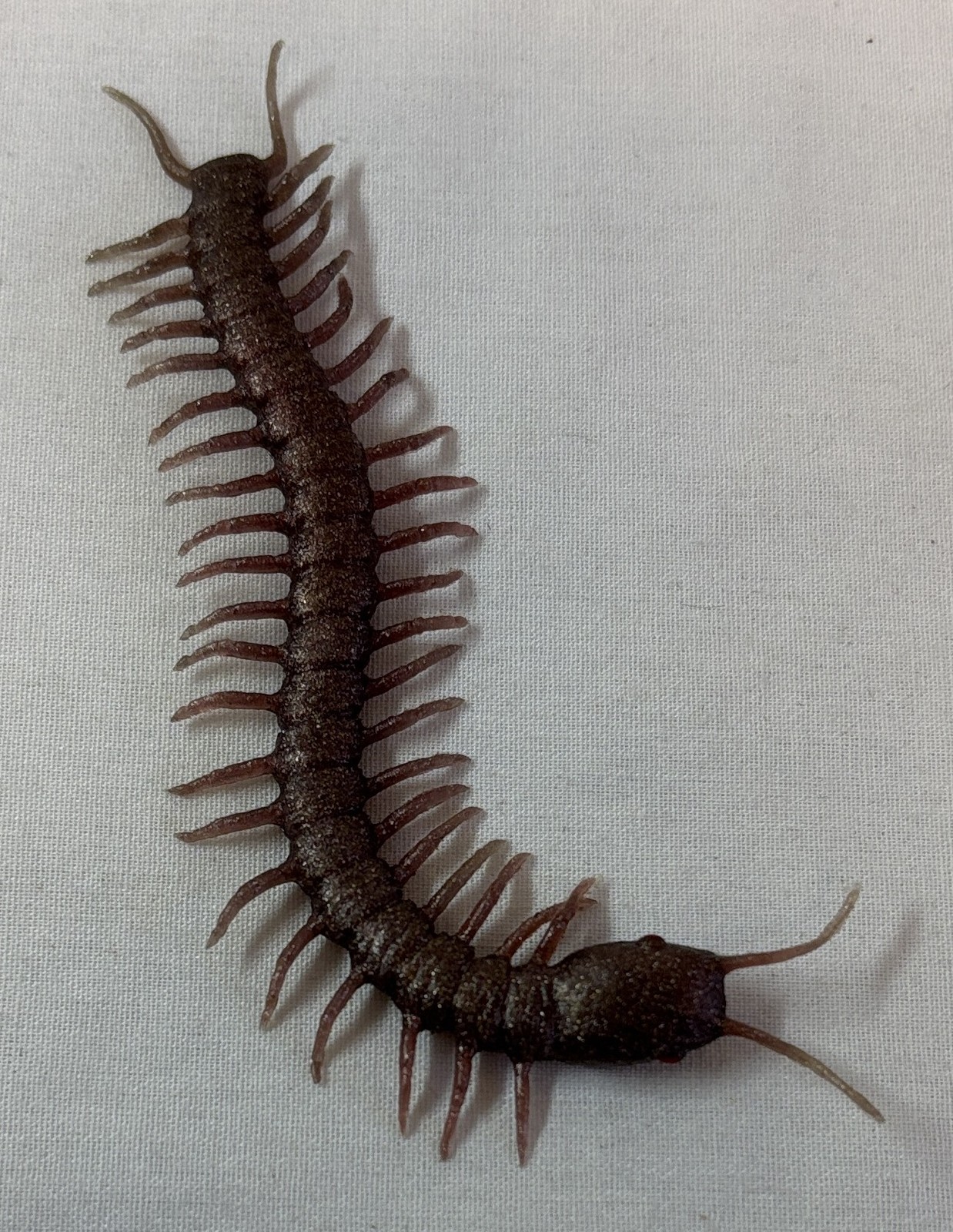 5 inch rubber bug from CW tv show SWAMP THING ~ red-ish centipede