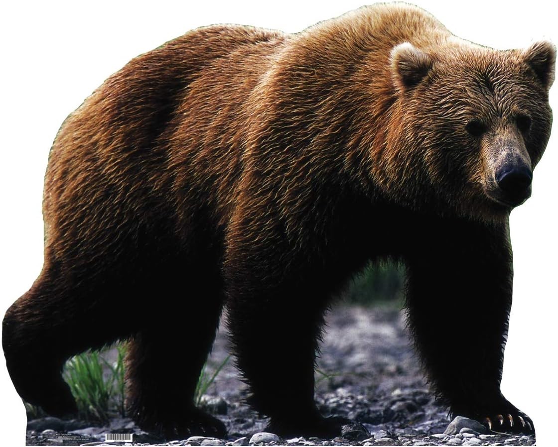 GRIZZLY BEAR Lifesize CARDBOARD CUTOUT Standee Standup Poster FREE SHIPPING