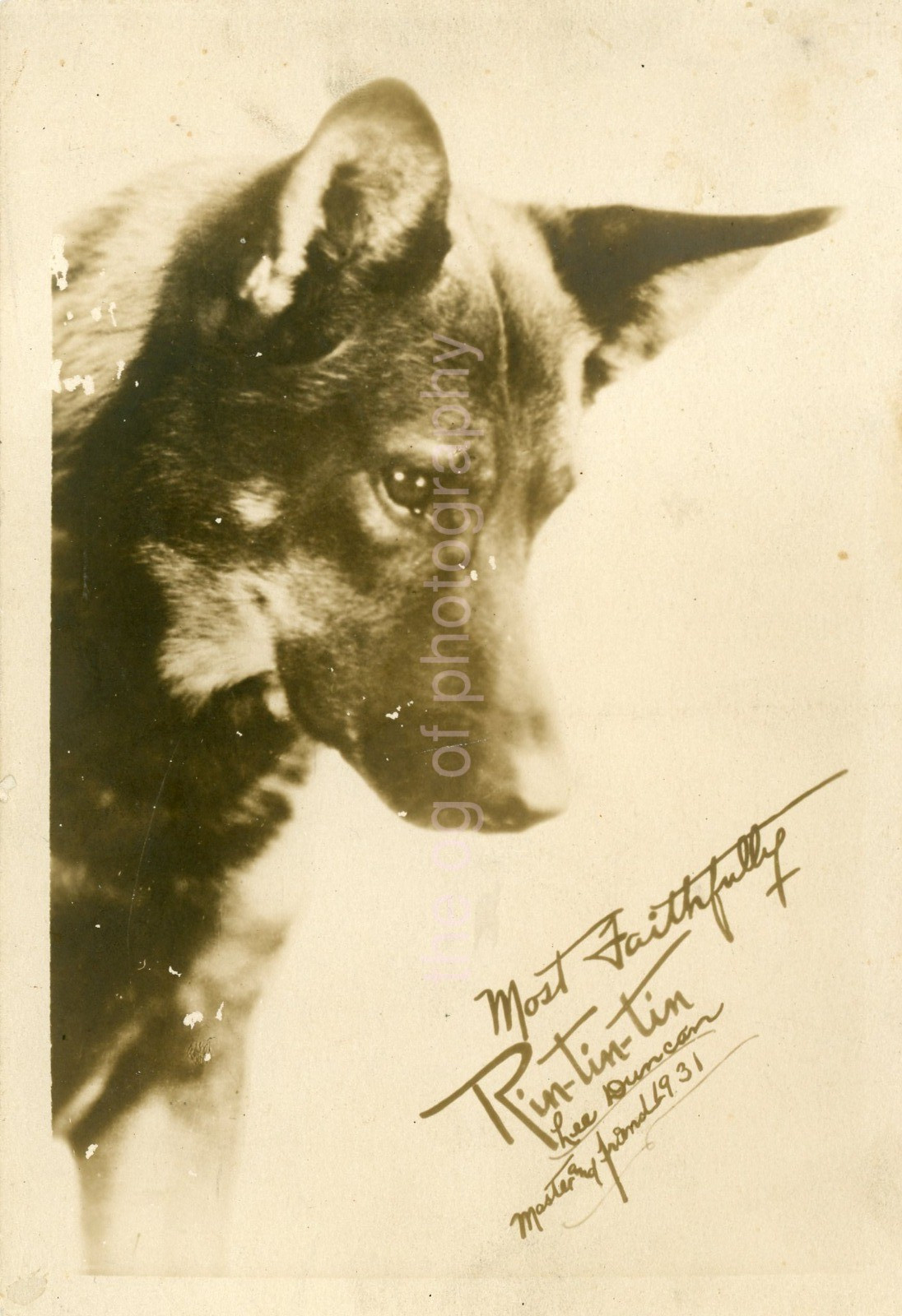Rin Tin Tin Vintage FAN PHOTO Orig BW 5×7 Photo DOG 64 LA 99 ZZ