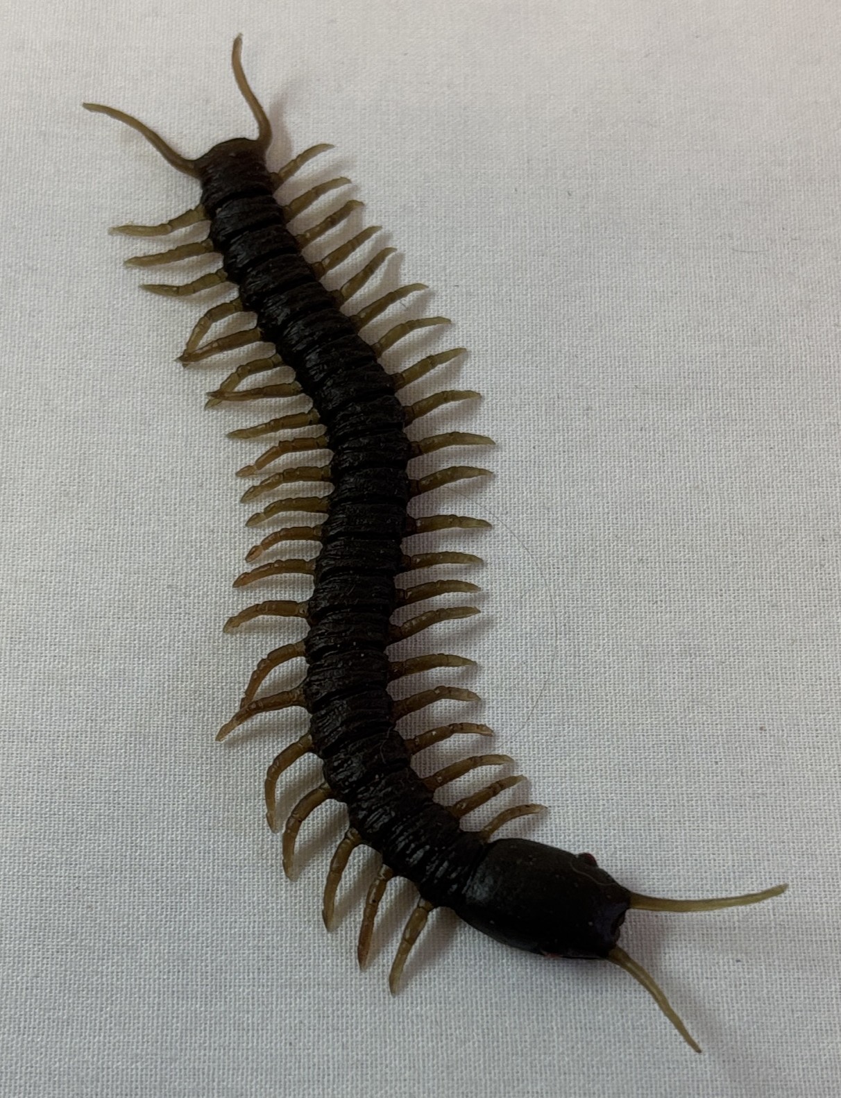 5 inch rubber bug from CW tv show SWAMP THING ~ brown centipede