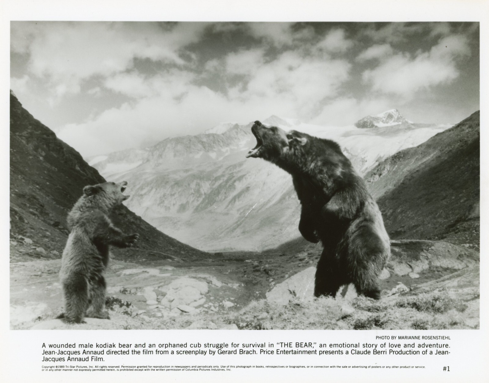 THE BEAR 1989 Original Hollywood Photo Vintage 8×10 Celebrity Memorabilia