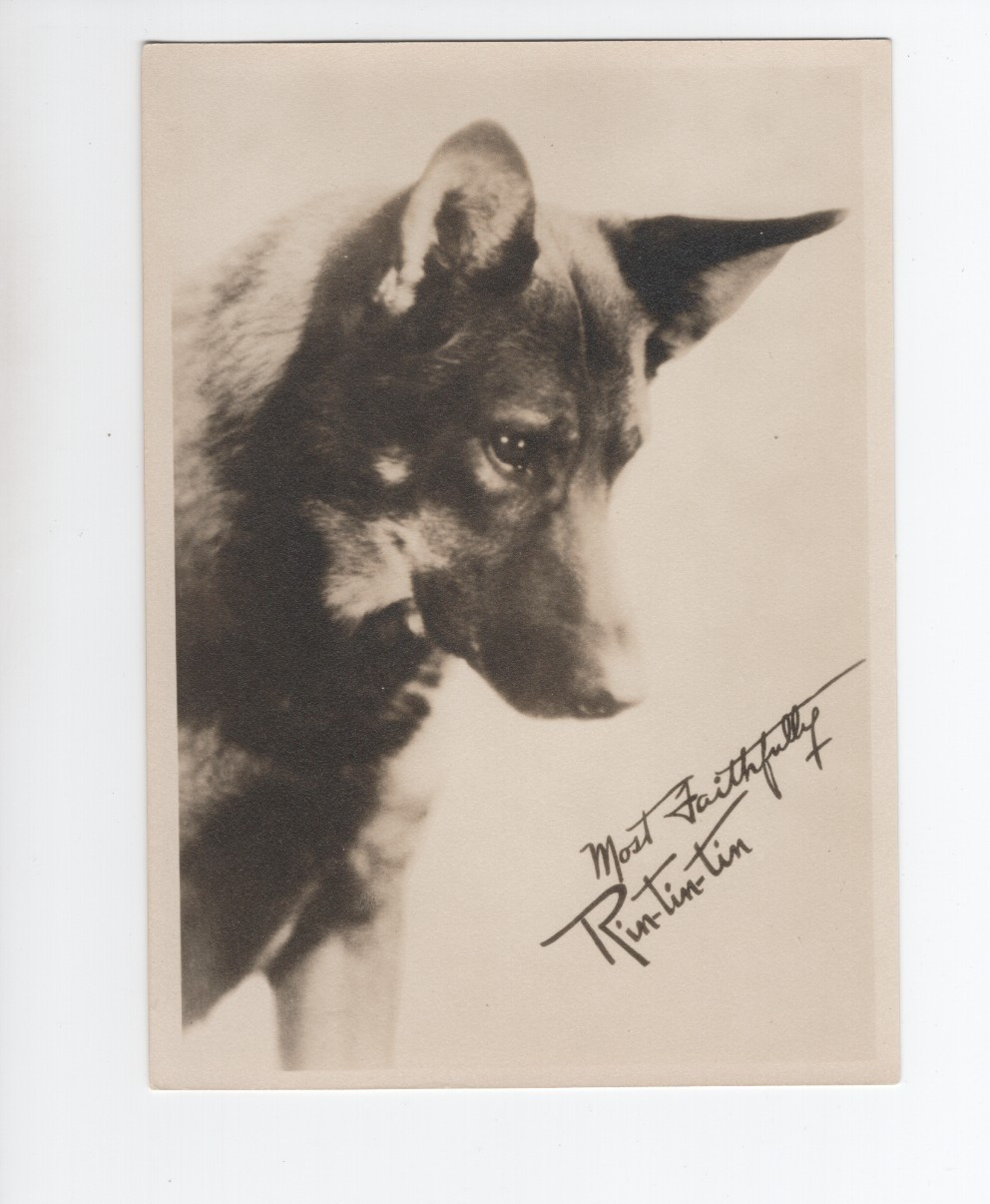 Rin Tin Tin Vintage Autograph Fan Photo Orig DBW 5×7 Photo