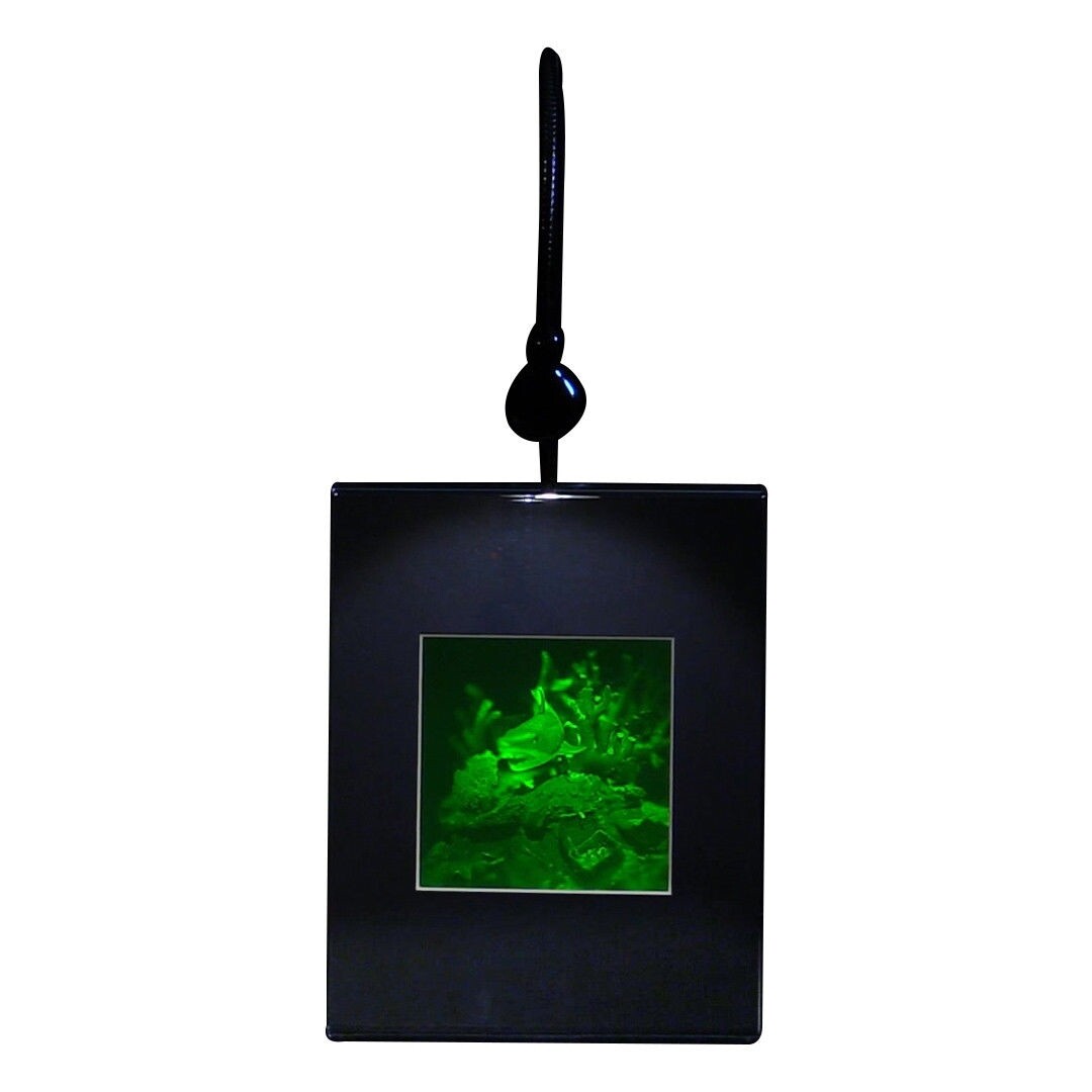 3D Shark (Reef) Hologram Picture LIGHTED DESK STAND, Polaroid Photopolymer Film