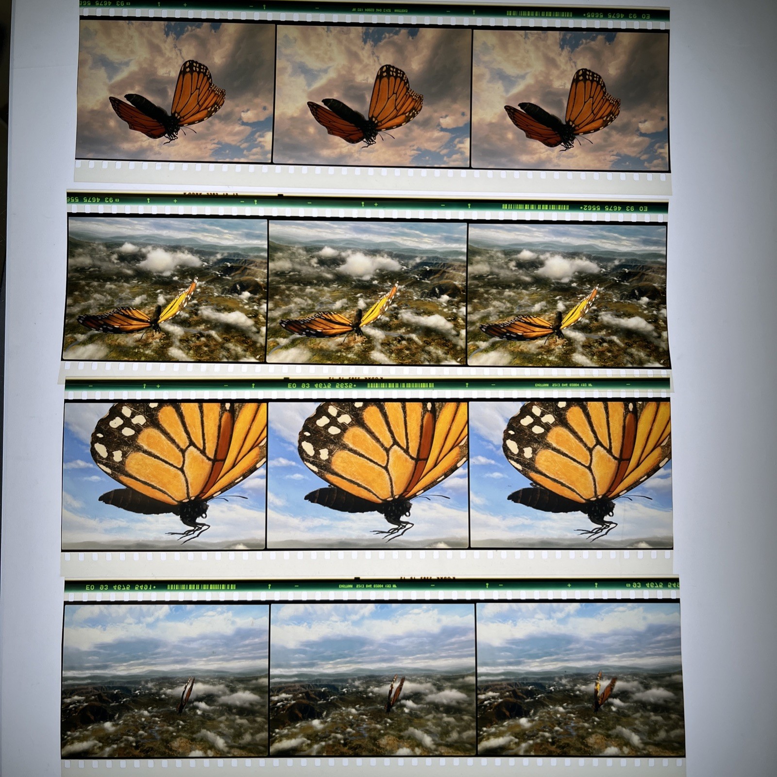 12 Monarch Butterfly Life Cycle 70mm IMAX Film Cells # 8, 9, 10, 11