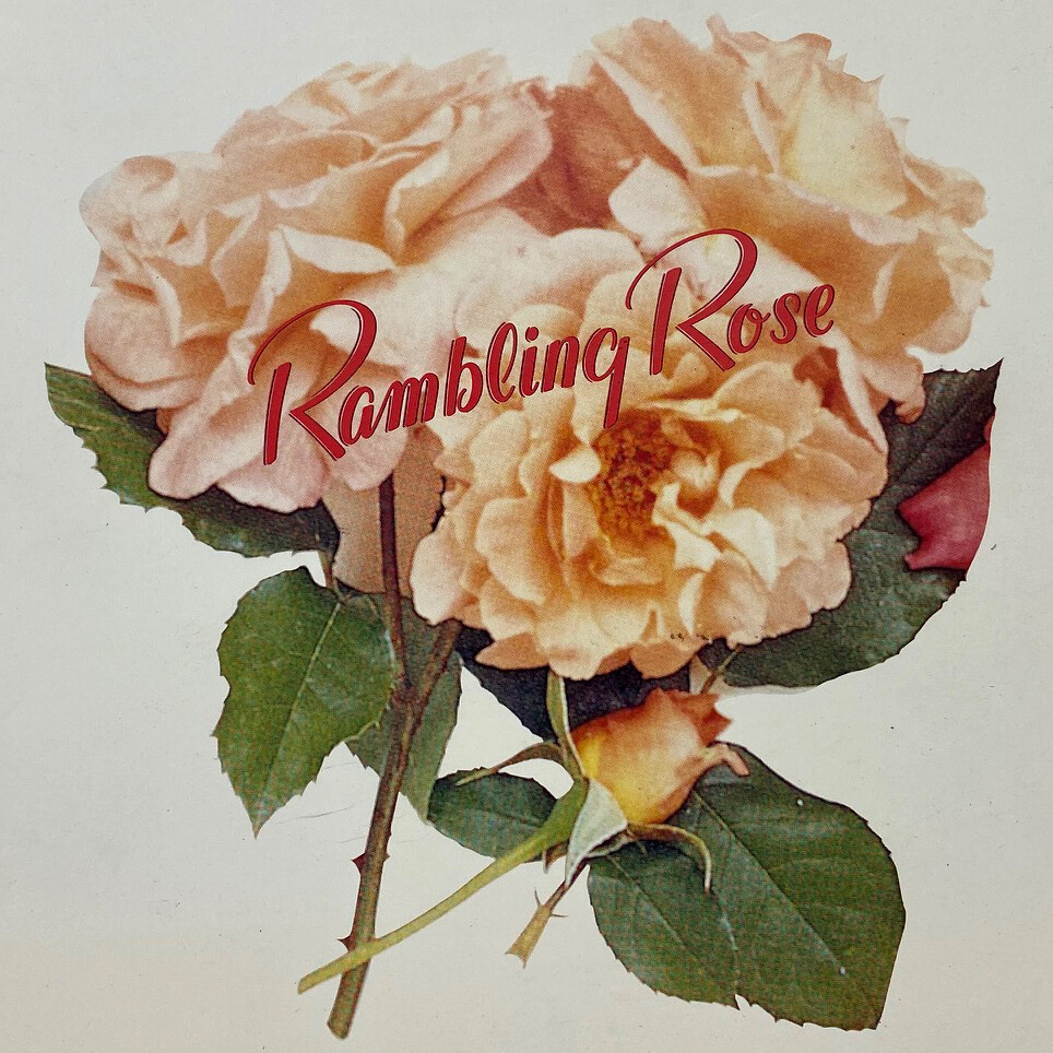 Vintage 1991 Laura Dern Robert Duvall Diane Ladd Rambling Rose Press FYC Booklet