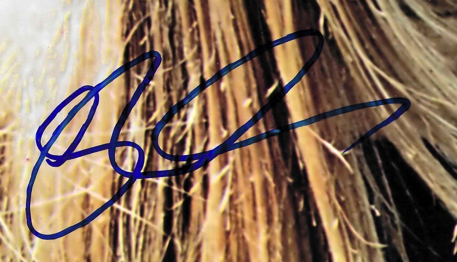 RICK WAKEMAN signed …. 8×12 with COA