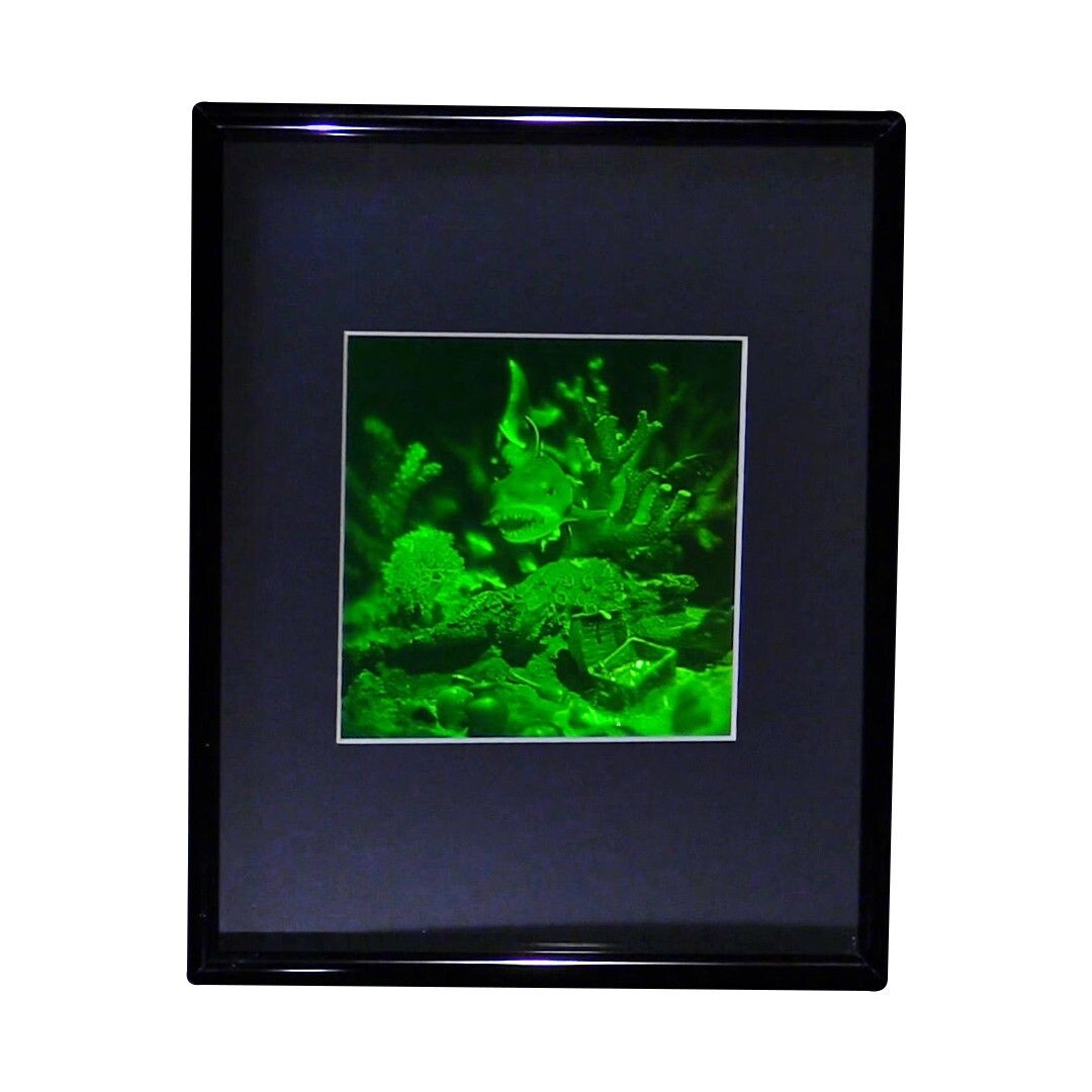 3D Shark (Reef) Hologram Picture FRAMED, Collectible Polaroid Photopolymer Film