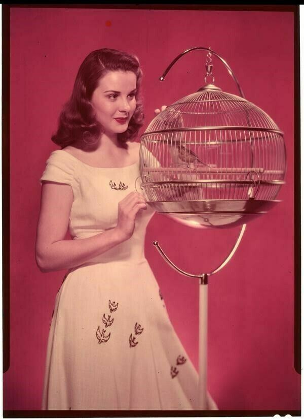 Jean Peters Striking Vintage birdcage Studio Portrait Original 7×5 Transparency
